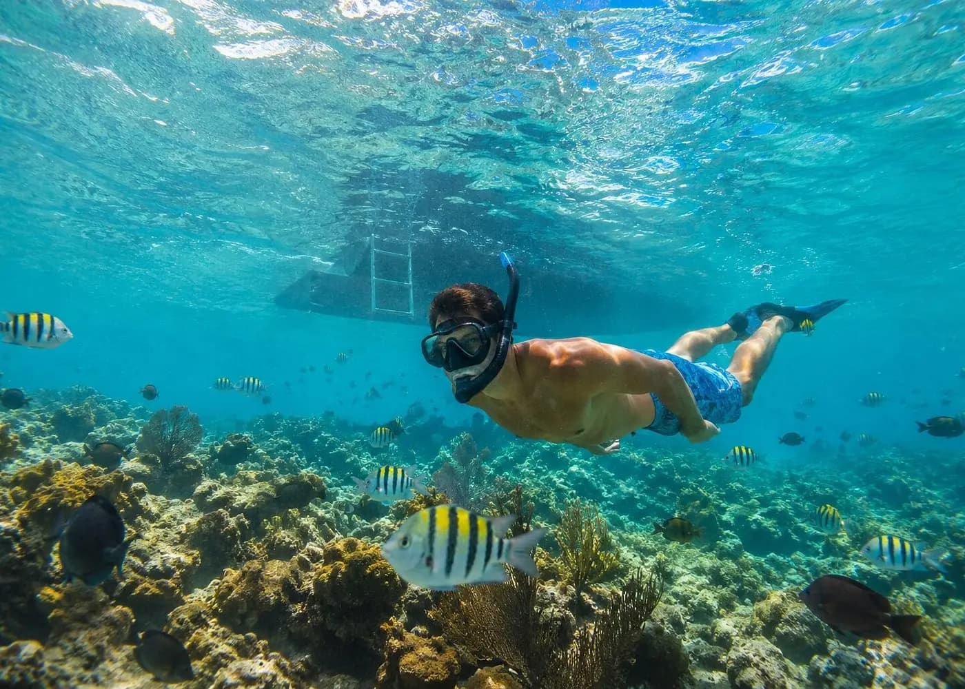 Snorkeler in a mask and fins gliding over coral and striped sergeant major fish