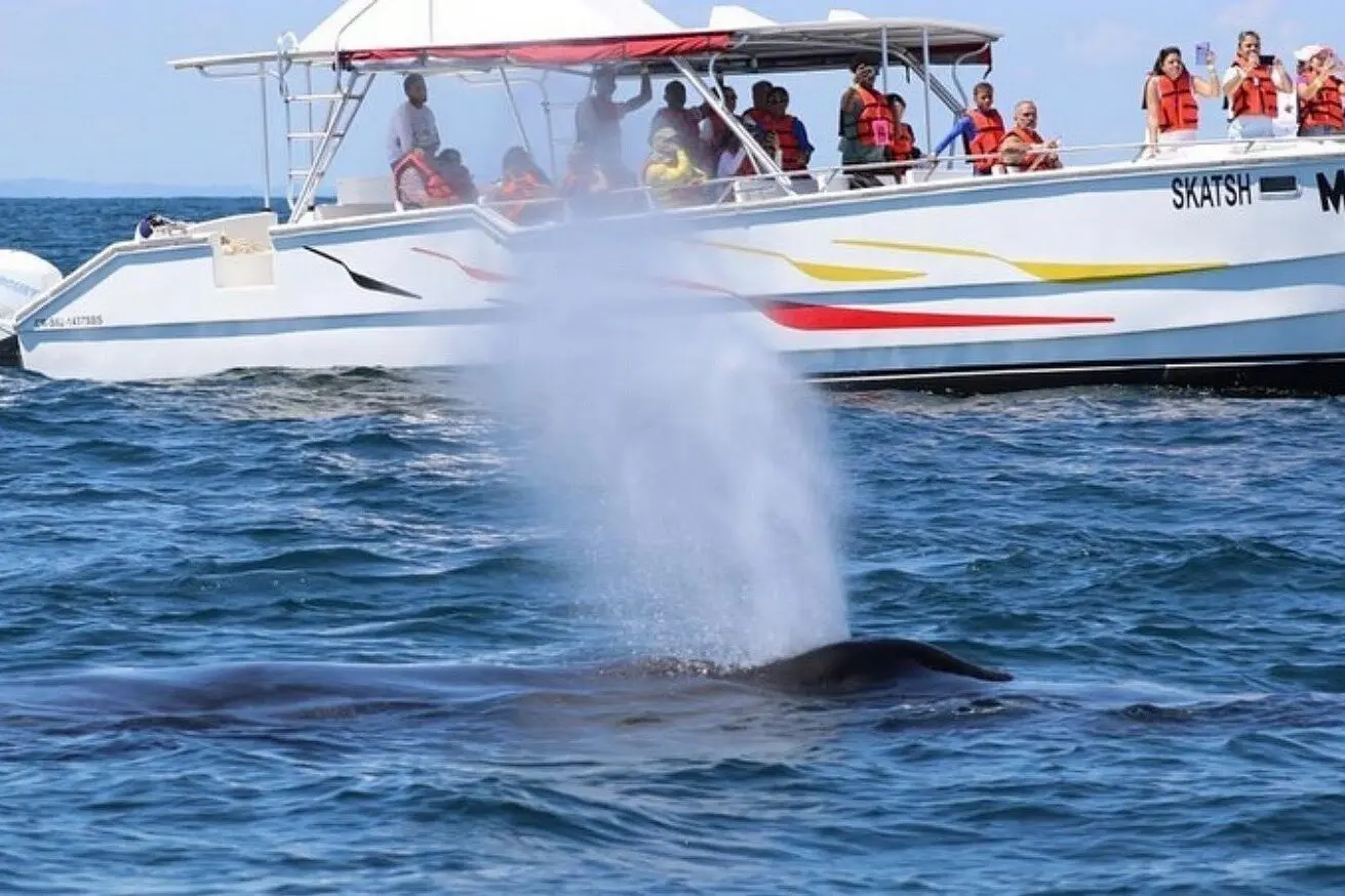 Humpback whale spouting at the surface in front of a power catamaran lined with guests in life vests
