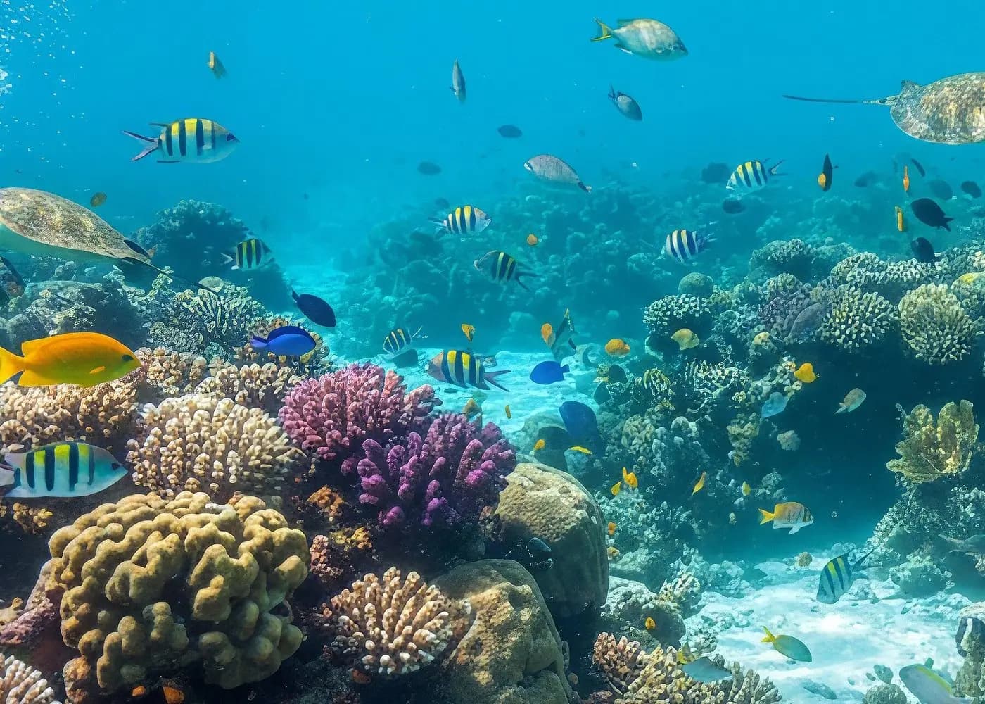 Tropical fish and sea turtles swimming over a colorful coral reef
