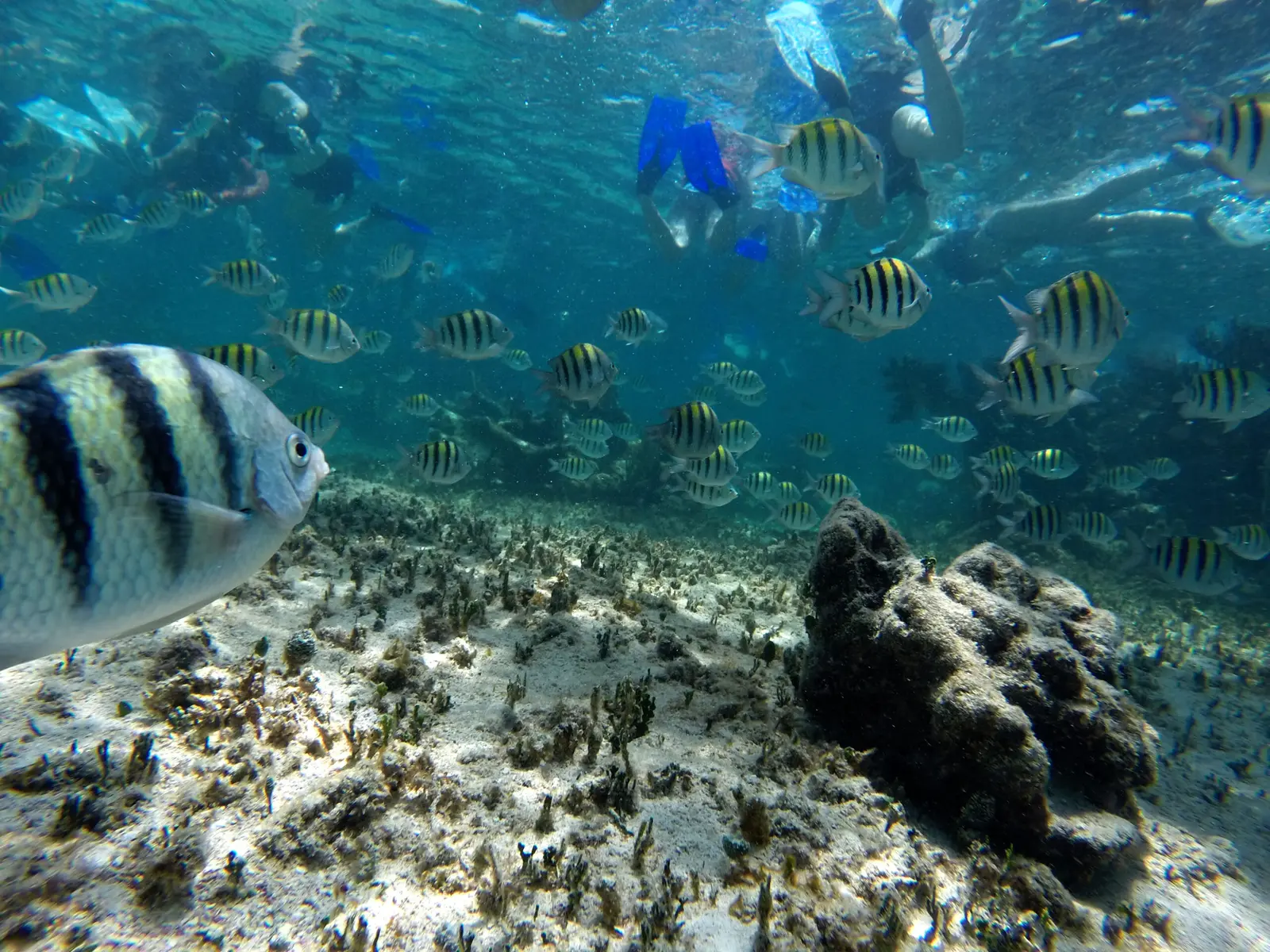 Sergeant major fish schooling over the reef while snorkelers in fins float at the surface