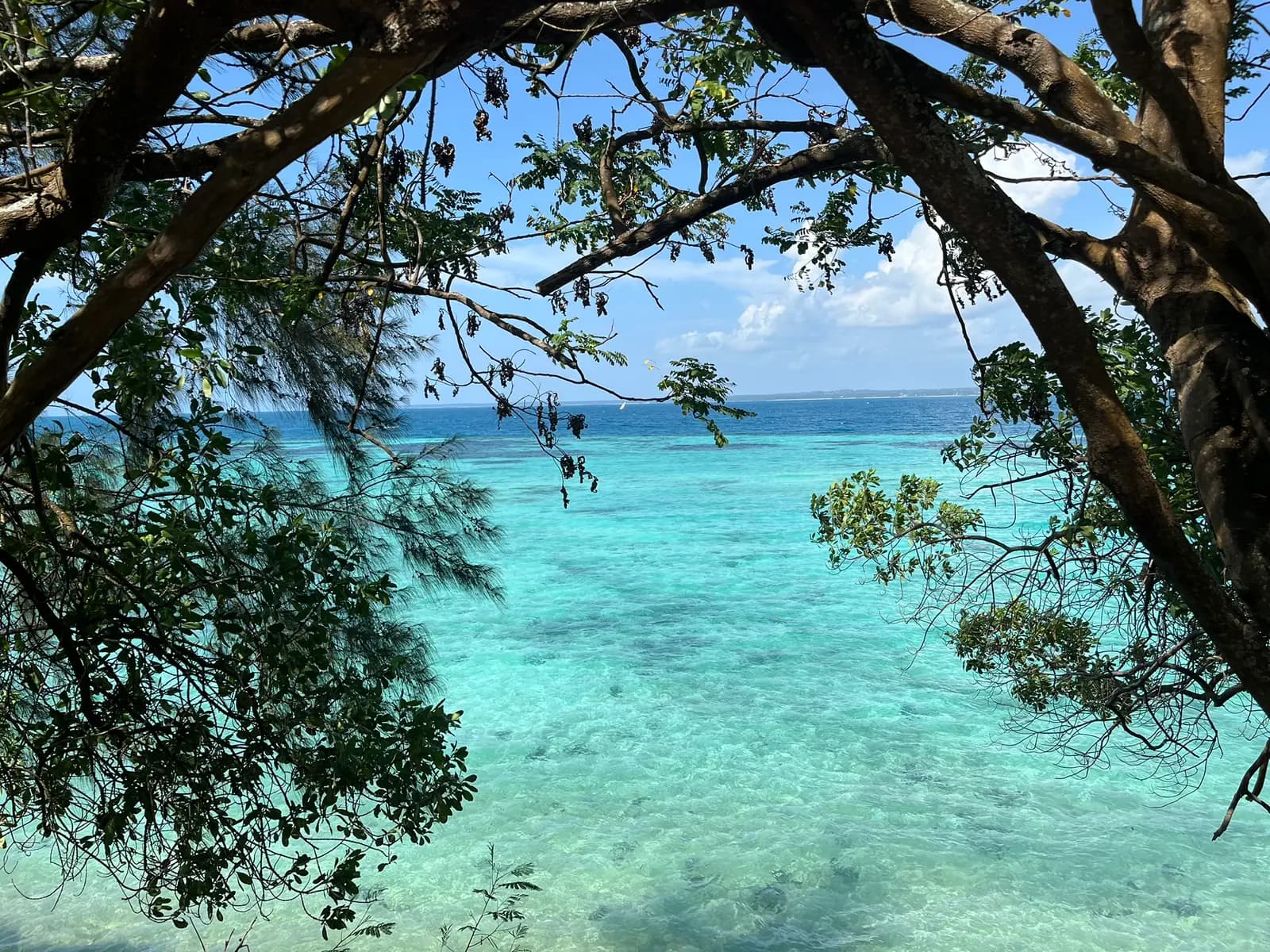 Turquoise sea framed by overhanging tree branches on the shore of Prison Island