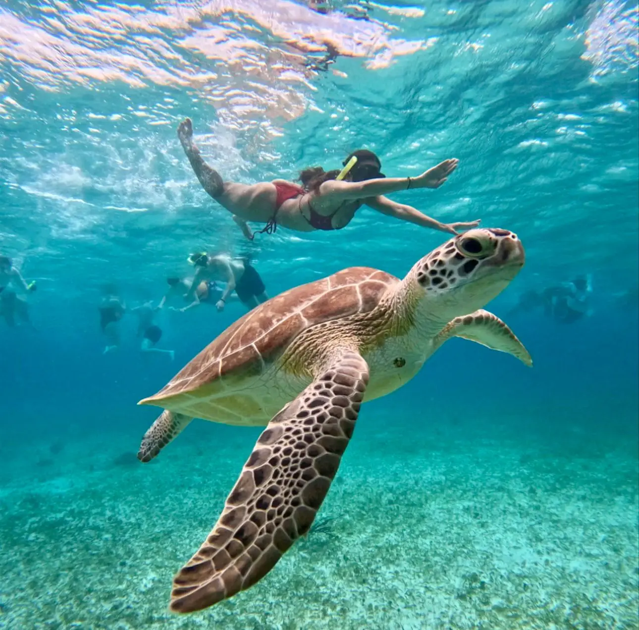 Sea turtle swimming close to the camera as a snorkeler in a red swimsuit glides above