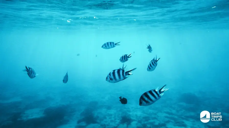4. Marine Life Watching (Early Season Sightings) - Top Things to Do in Dominican Republic in May on a Yacht