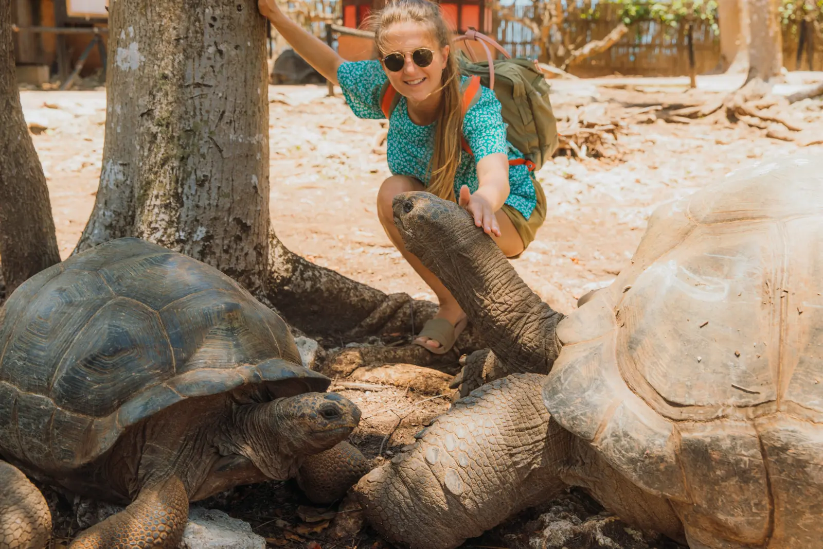 Smiling woman crouching to pet a giant tortoise in the sanctuary on Prison Island