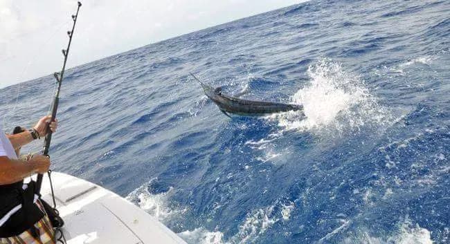 Marlin leaping from the sea off Puerto Plata as an angler fights it with a bent rod