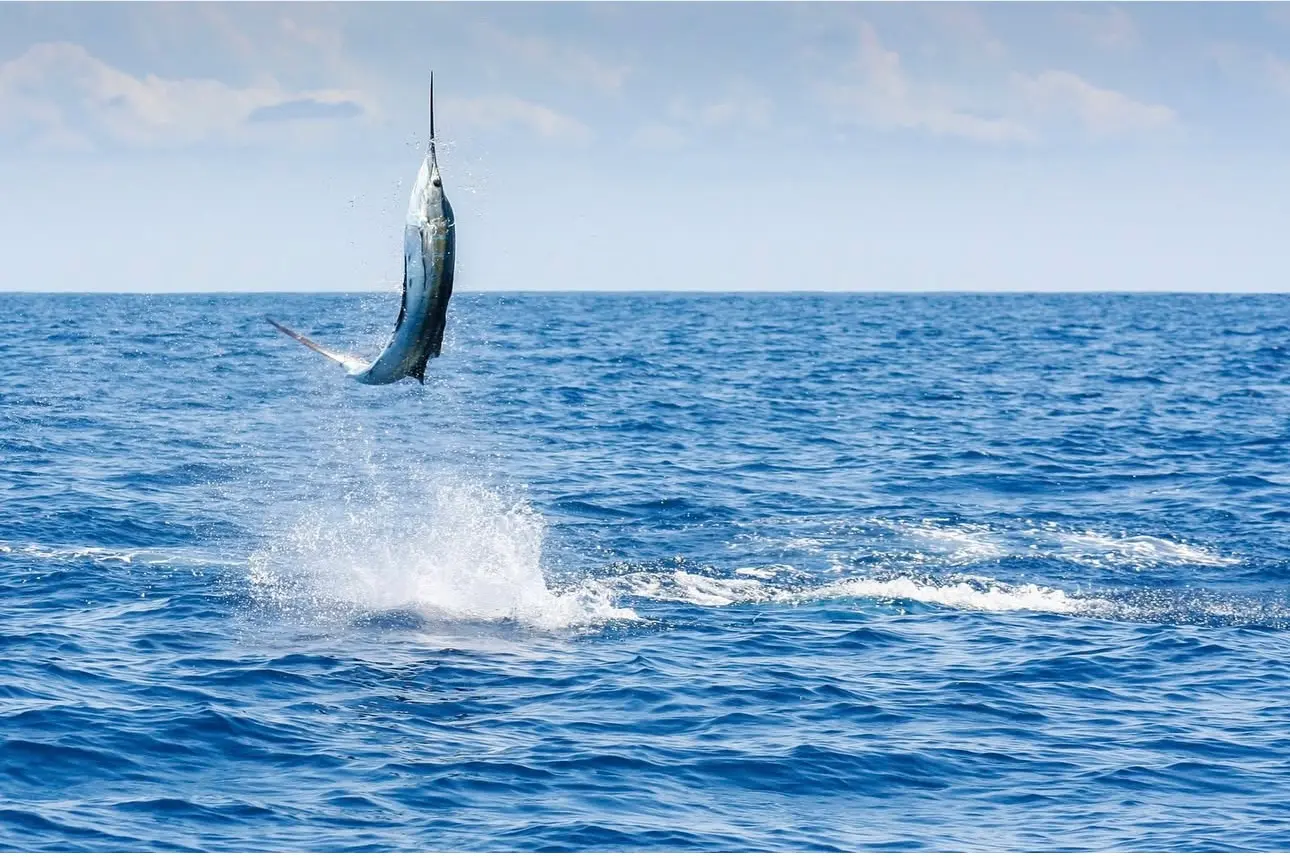 A hooked billfish leaps clear of the deep blue Pacific in a burst of spray