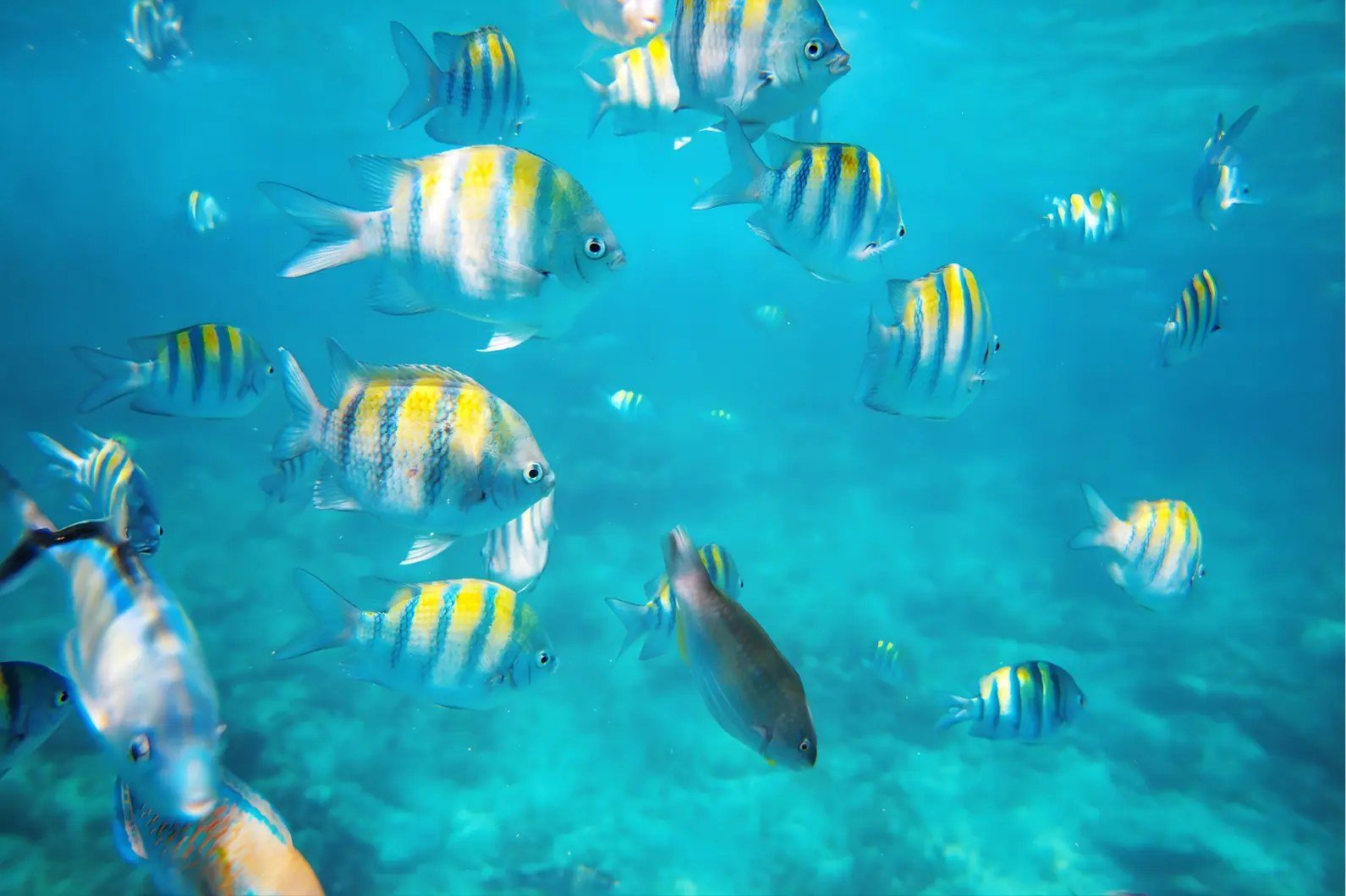 Yellow and black striped sergeant major fish schooling in clear blue water
