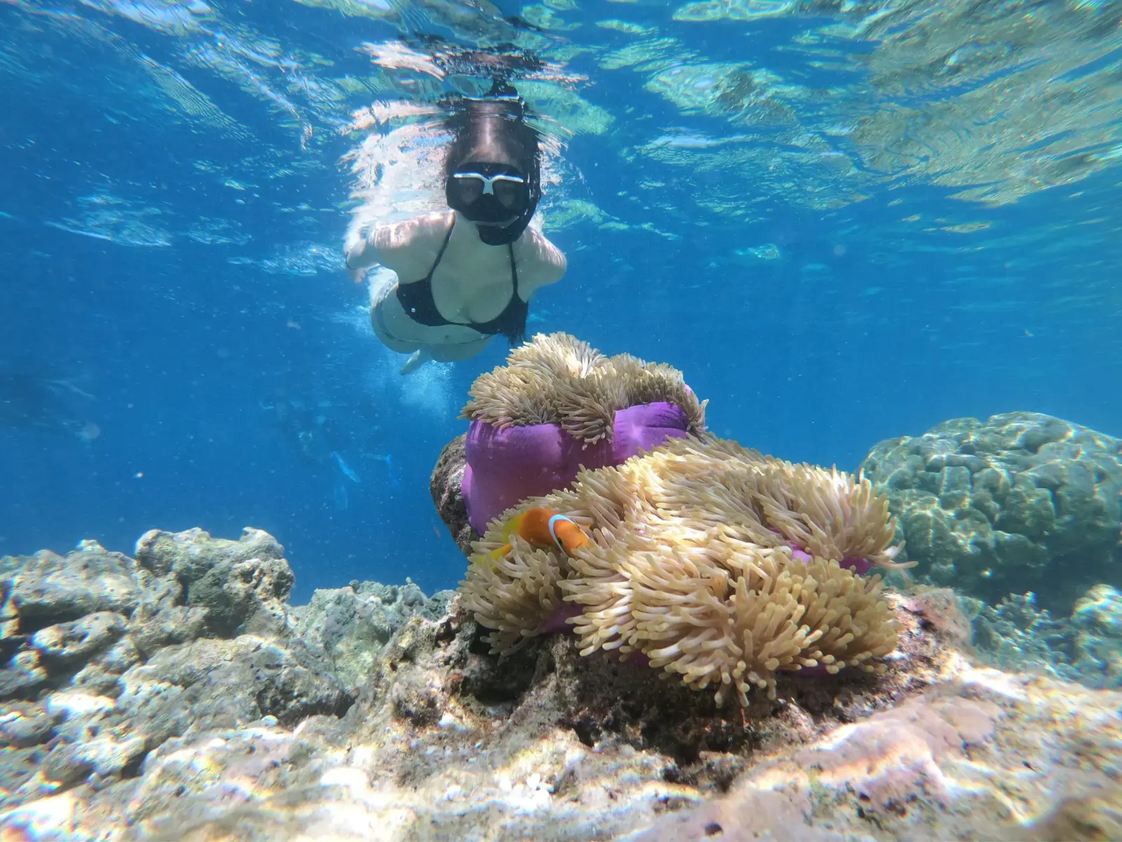 Woman snorkeling above a sea anemone with a clownfish on a coral reef