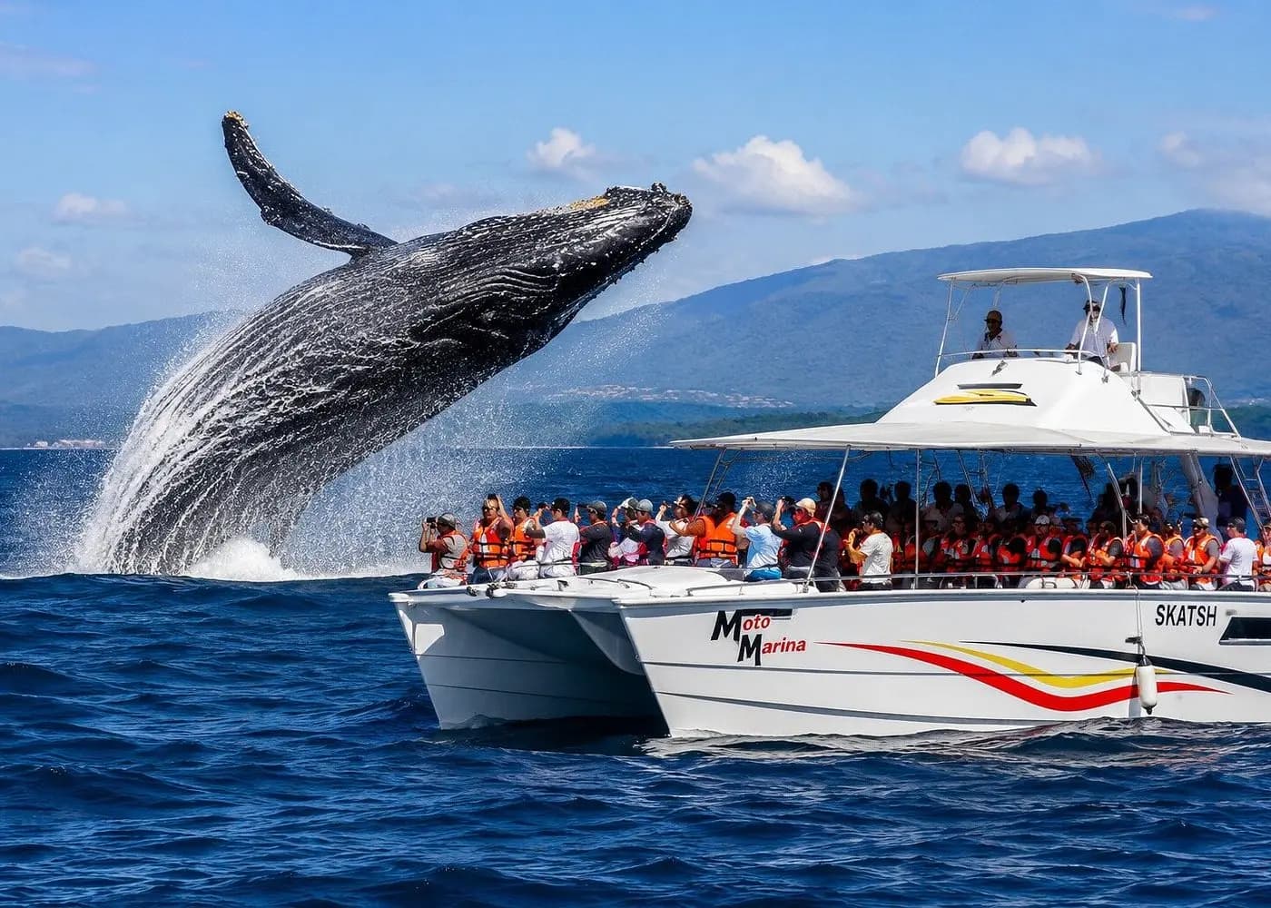 Humpback whale breaching beside a power catamaran full of guests in orange life vests in Samaná Bay