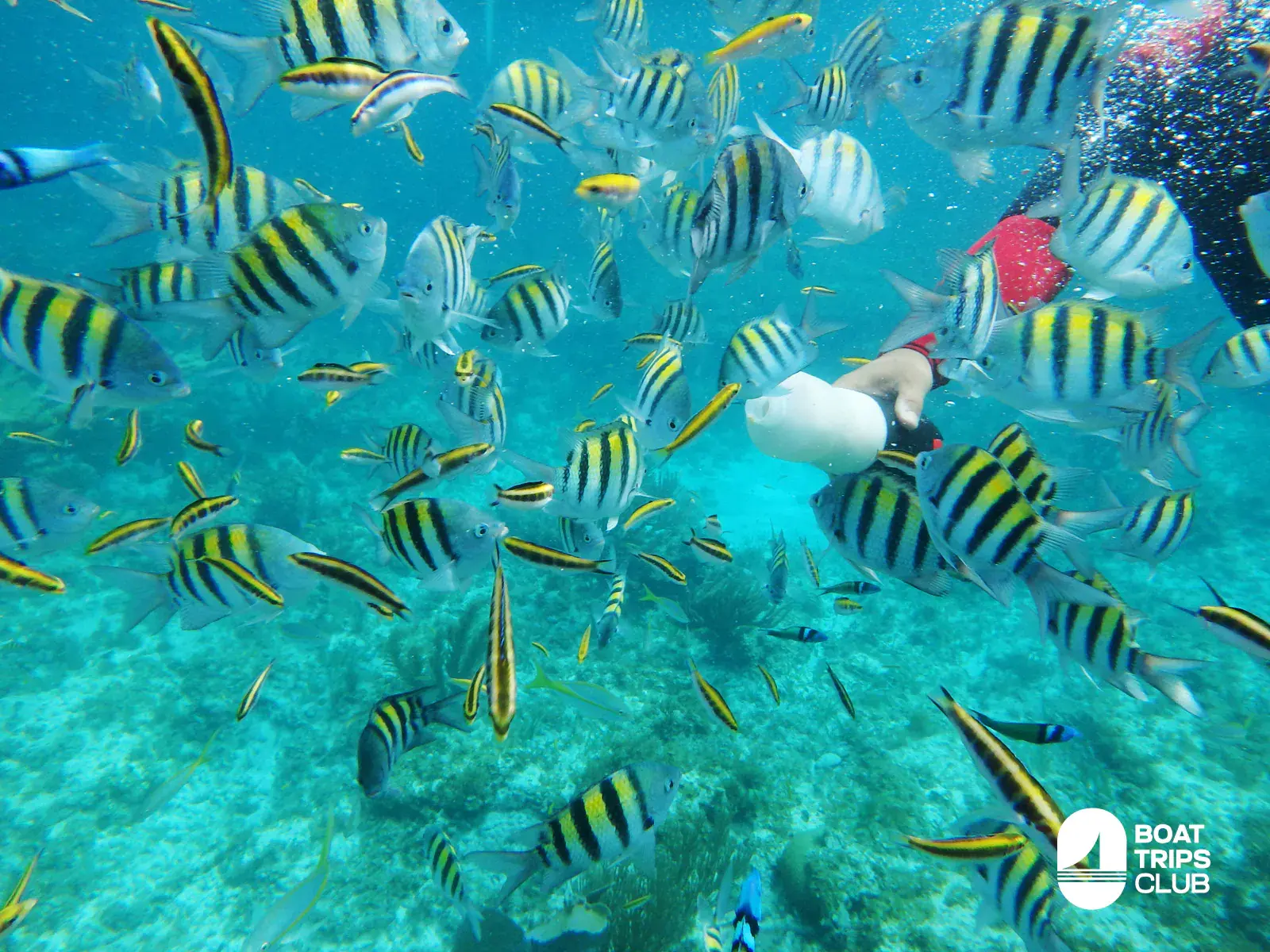 A school of yellow and black striped sergeant major fish swirls around a snorkeler