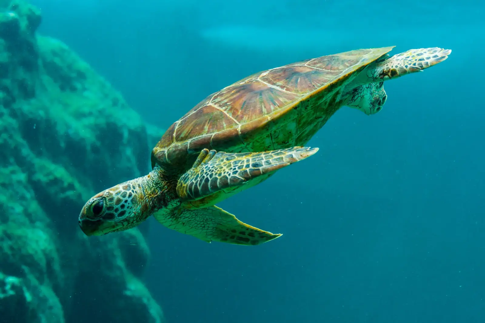 Sea turtle paddling past a rocky reef wall in deep blue water