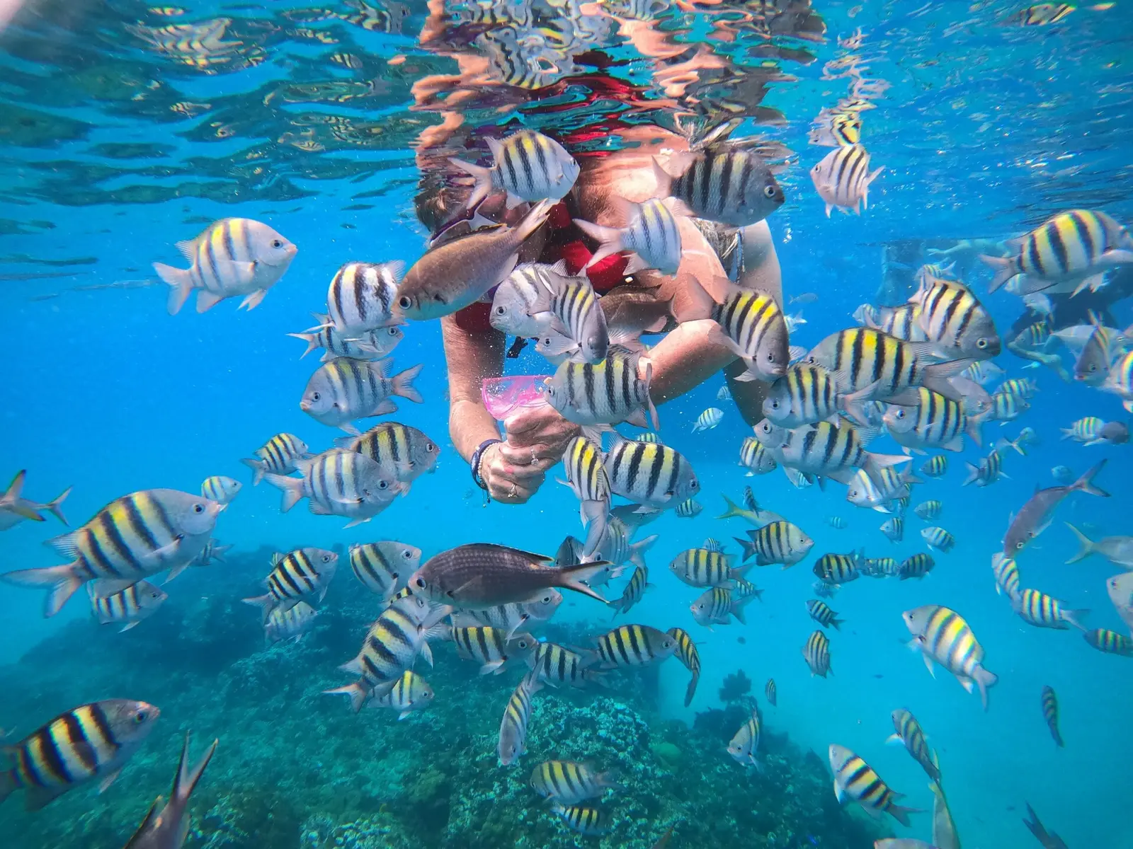 Snorkeler surrounded by a dense school of yellow and black striped sergeant major fish