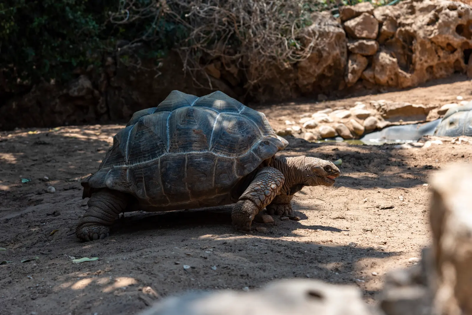Giant tortoise walking across dusty ground beside a low stone wall