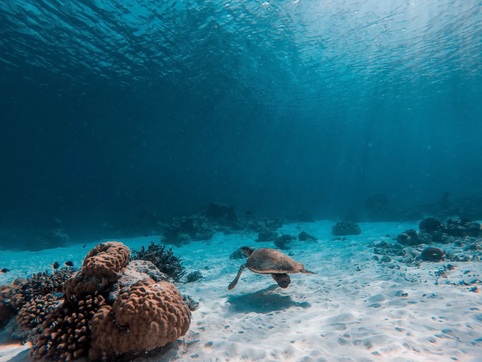 Sea turtle gliding over white sand past a rounded coral head