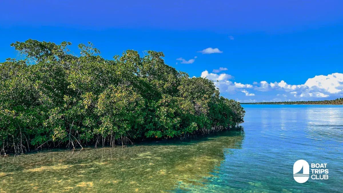 Mangroves lining calm, clear shallow water under a blue sky on Saona Island