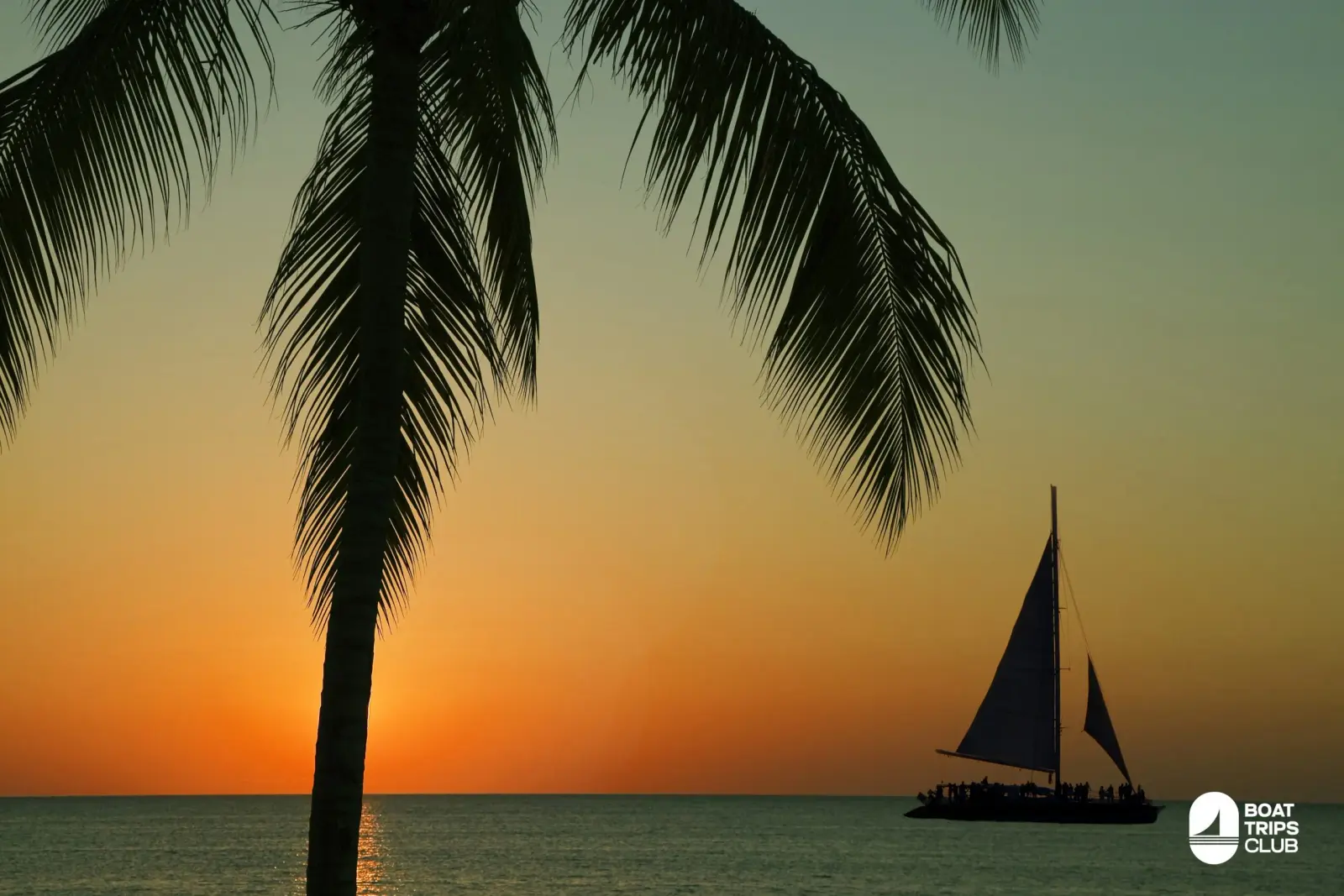 Palm tree silhouette framing a sailing catamaran under full sail at sunset off Punta Cana