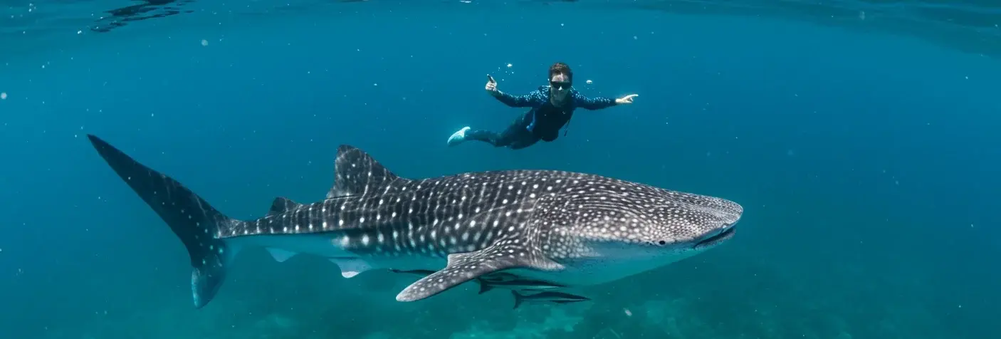 Snorkeler in a wetsuit gliding above a spotted whale shark in deep blue water off Cancun