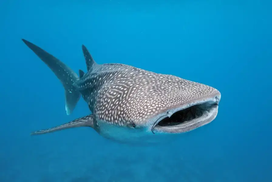 Whale Sharks