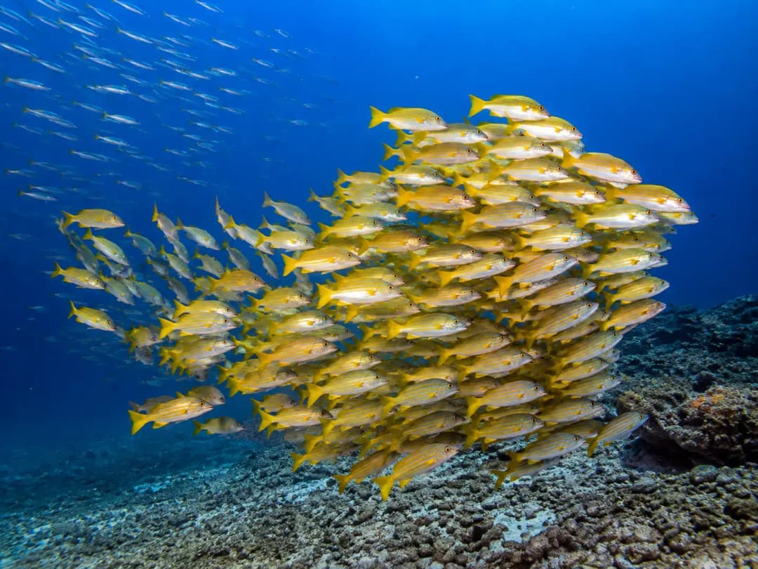 Large school of yellow snapper swimming above a coral reef in the crystal-clear waters of the Sea of Cortez, known as the World's Aquarium.
