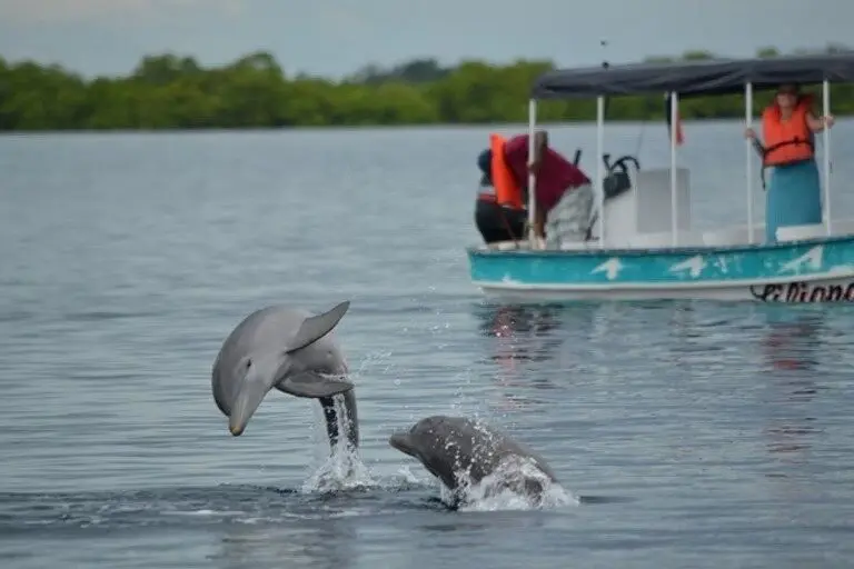 Two dolphins leaping beside a small canopied tour boat with passengers in life jackets near mangroves