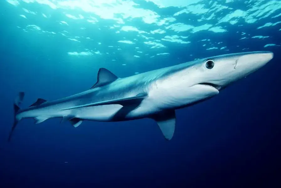 Blue Sharks