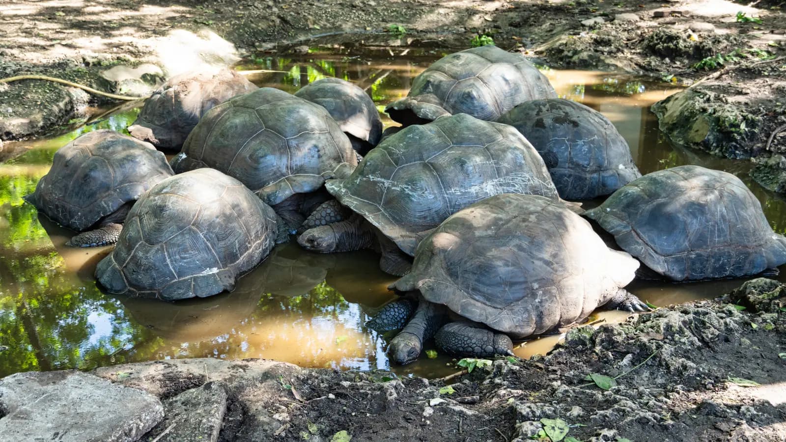Giant tortoises huddled together in a shallow pool among rocks on Prison Island