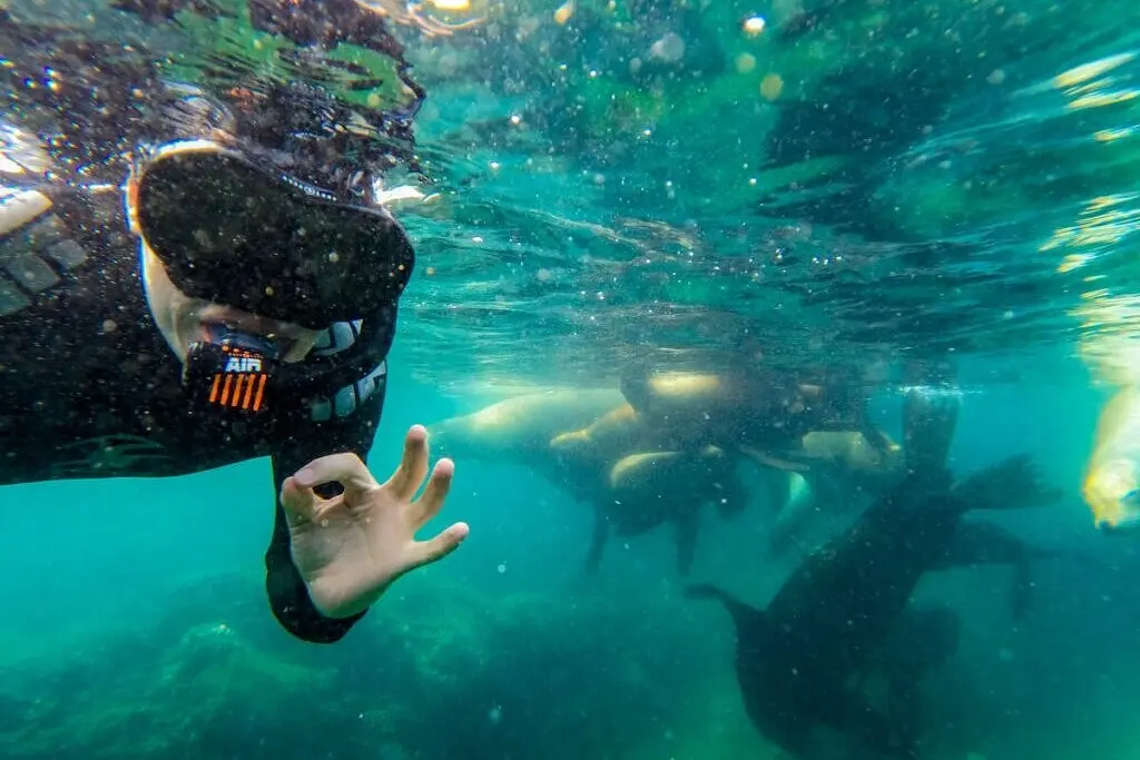 Snorkeler in a wetsuit gives an OK sign underwater as sea lions swim close behind