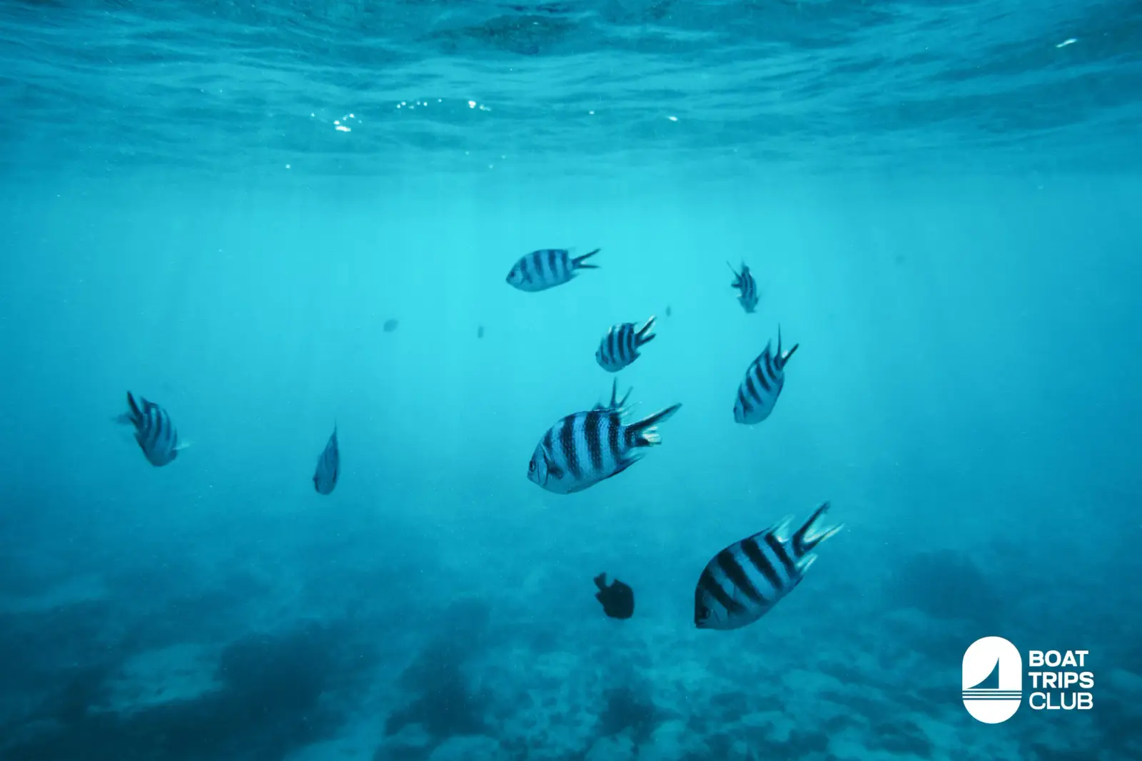 Black-and-white striped reef fish swimming in open blue water