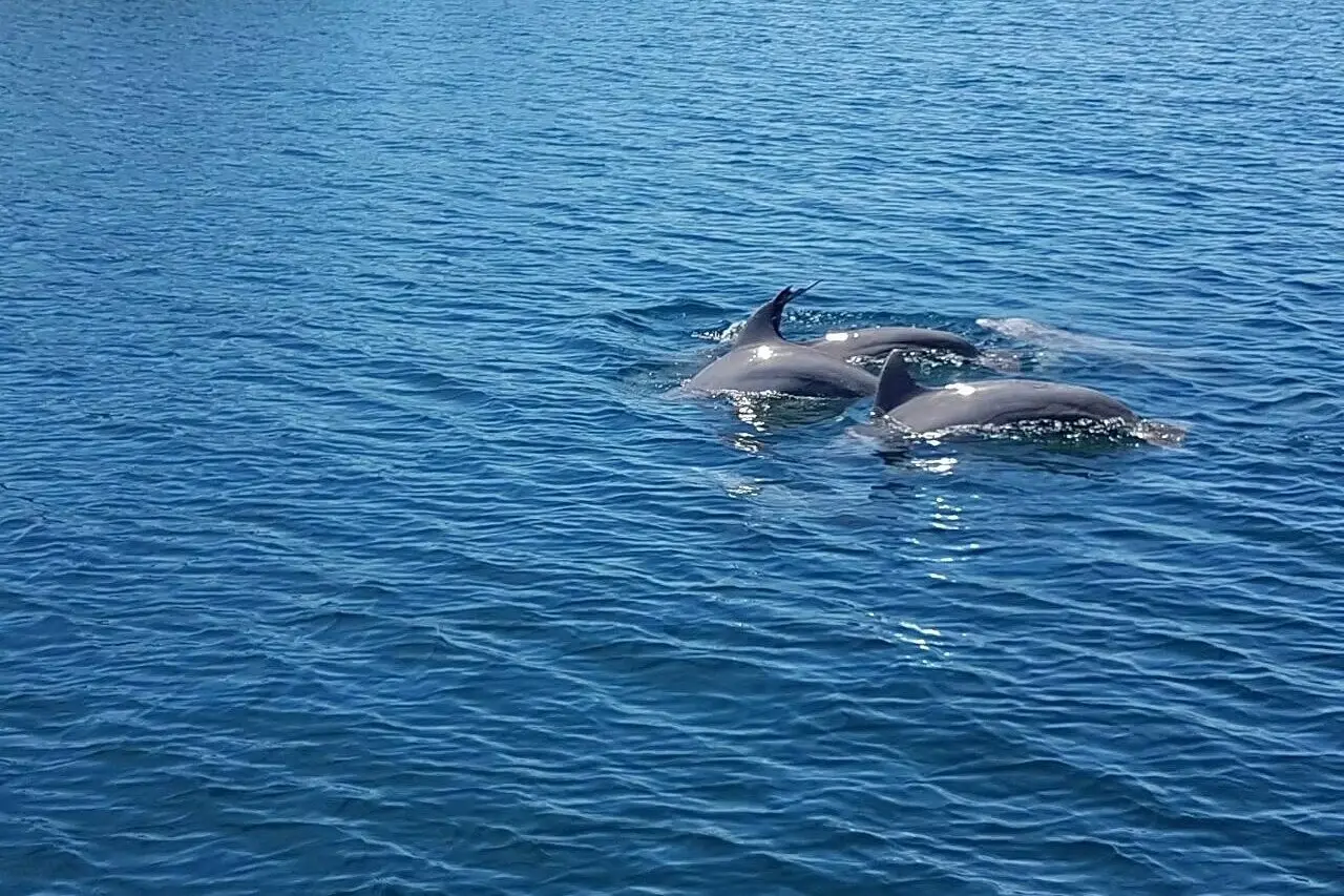 Two dolphins swimming side by side at the surface of calm blue water