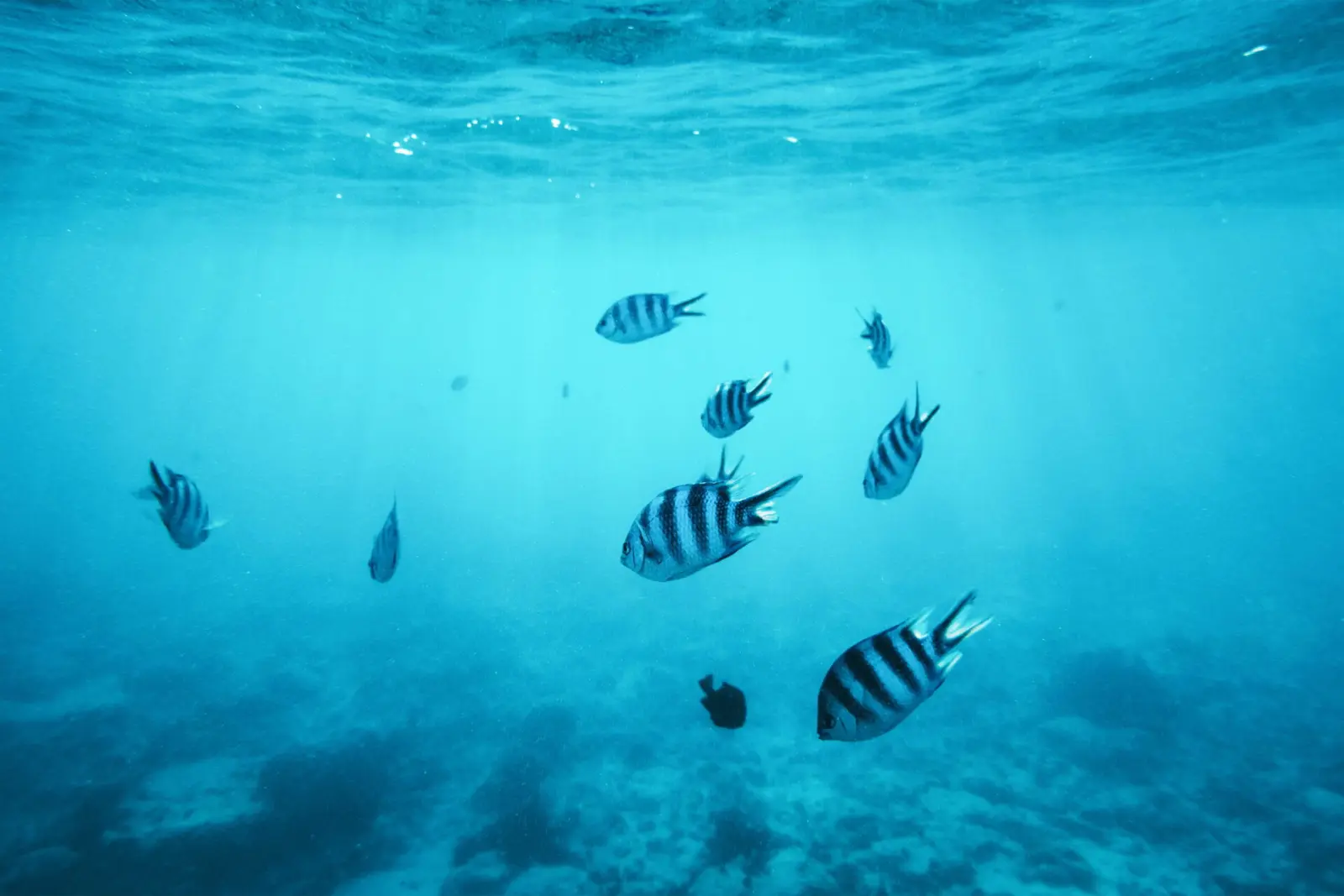 Striped sergeant major fish swimming in clear blue water above the reef