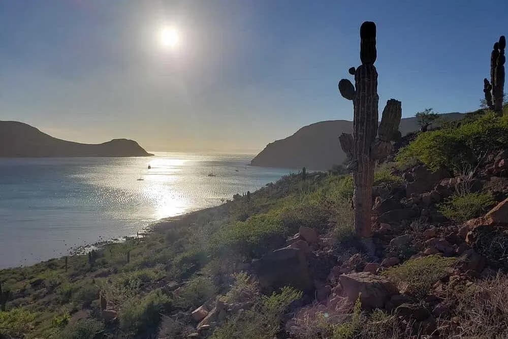 Tall cacti on a rocky hillside overlooking a sunlit bay with anchored boats near La Paz