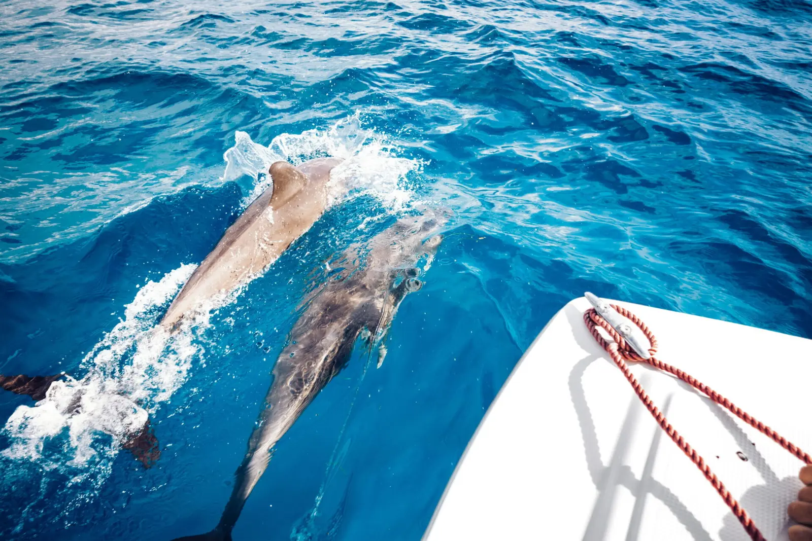 Two dolphins swimming alongside a boat's white bow in deep blue water off Zanzibar