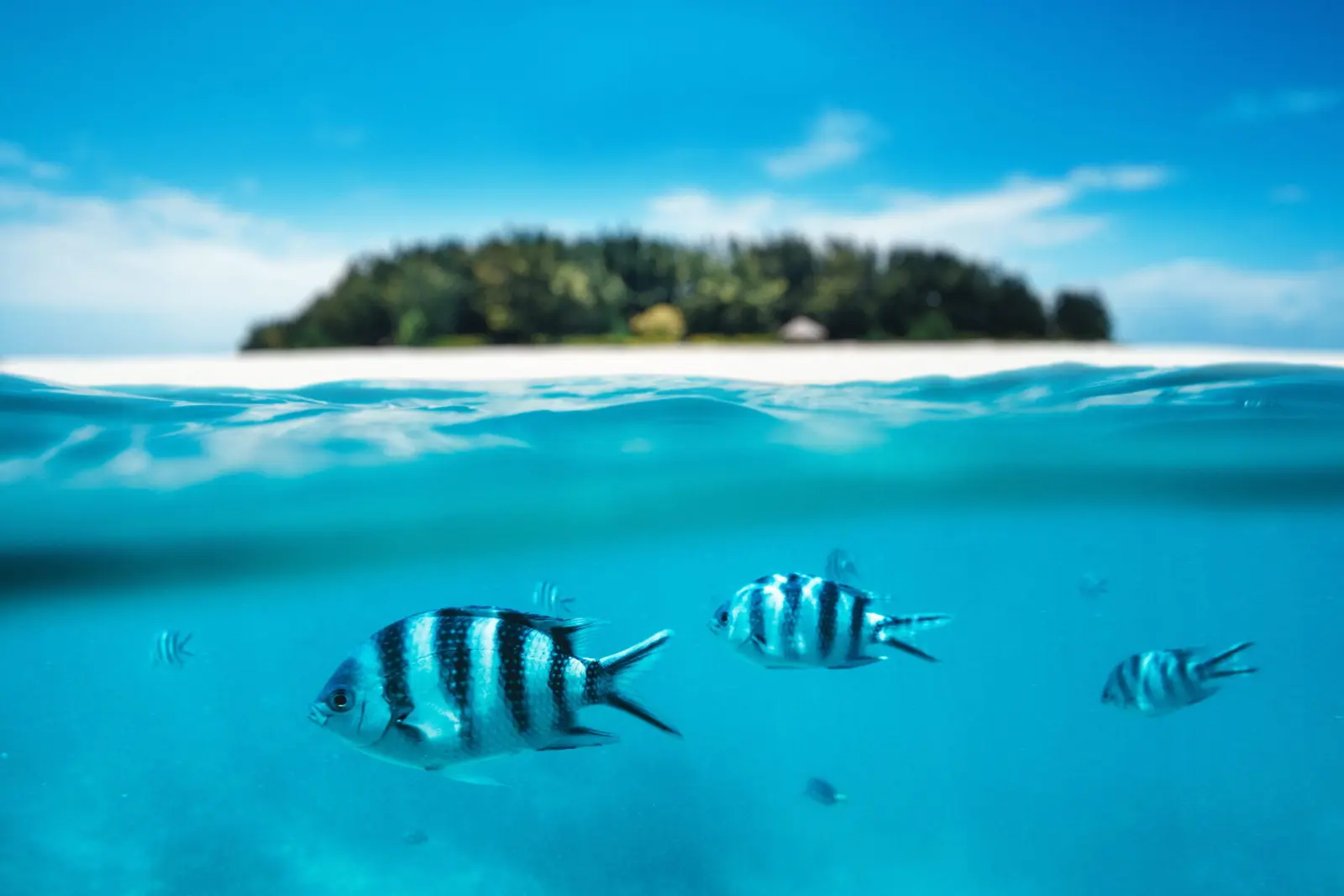 Over-under view of striped fish below the surface with Mnemba Island on the horizon