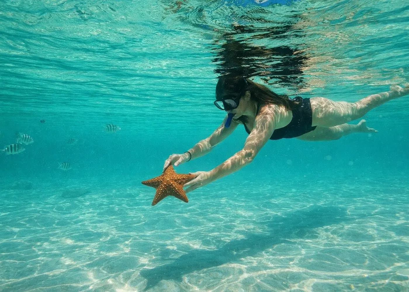 Snorkeler reaching for a starfish on the sandy seabed in clear turquoise water