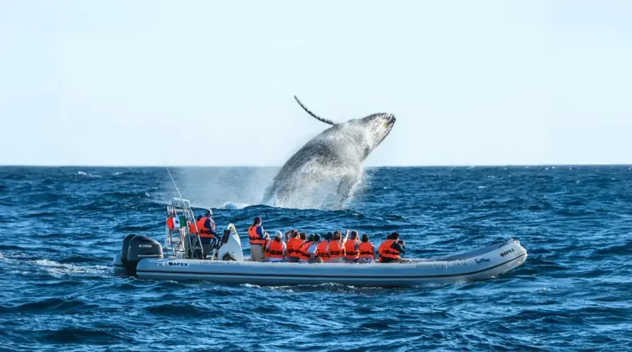 2. Whale Watching Tours (Seasonal)