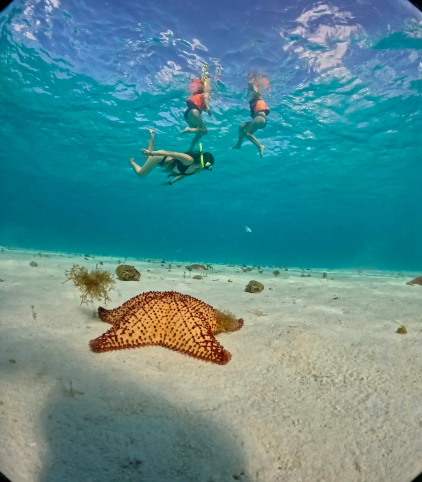 Cushion sea star on white sand as two snorkelers swim at the surface above