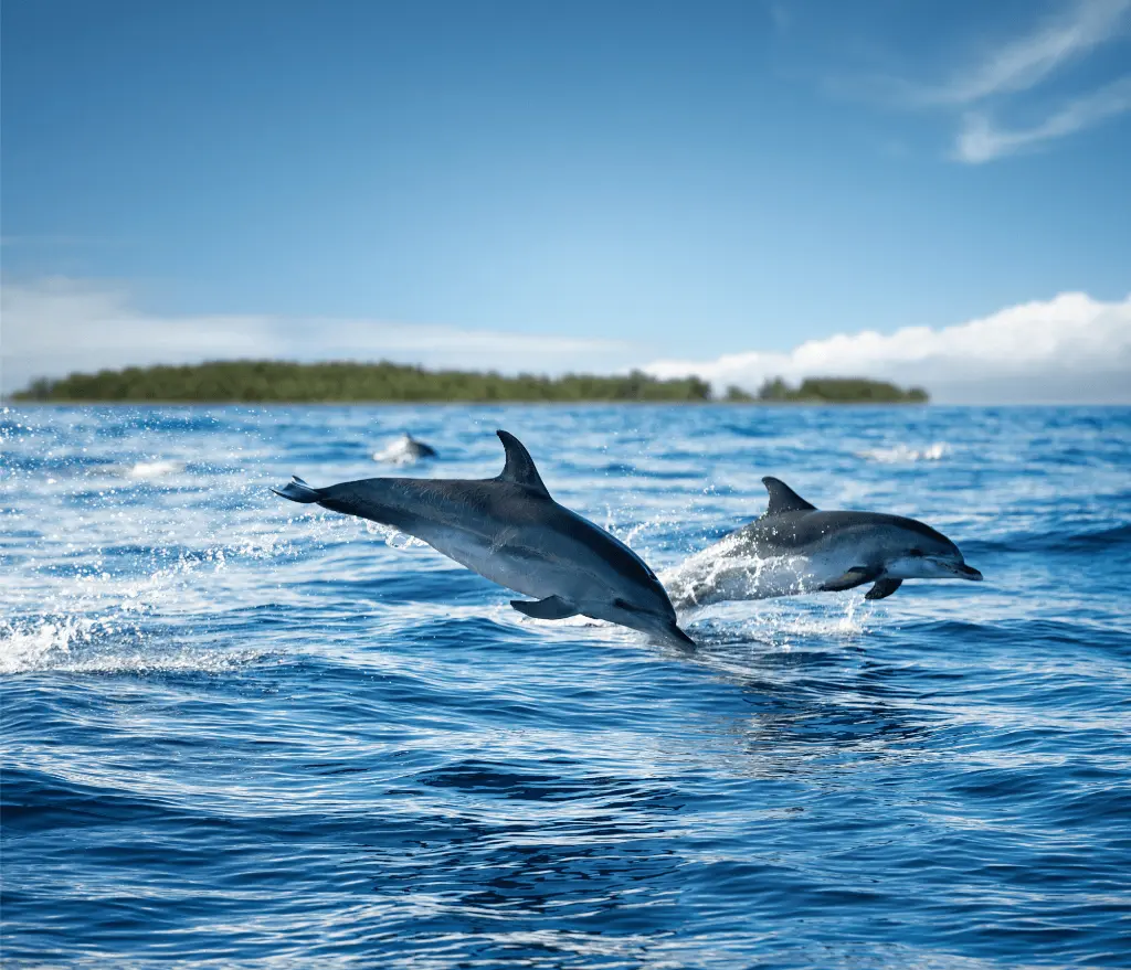 Two dolphins leaping from deep blue water off Zanzibar, a low green island on the horizon