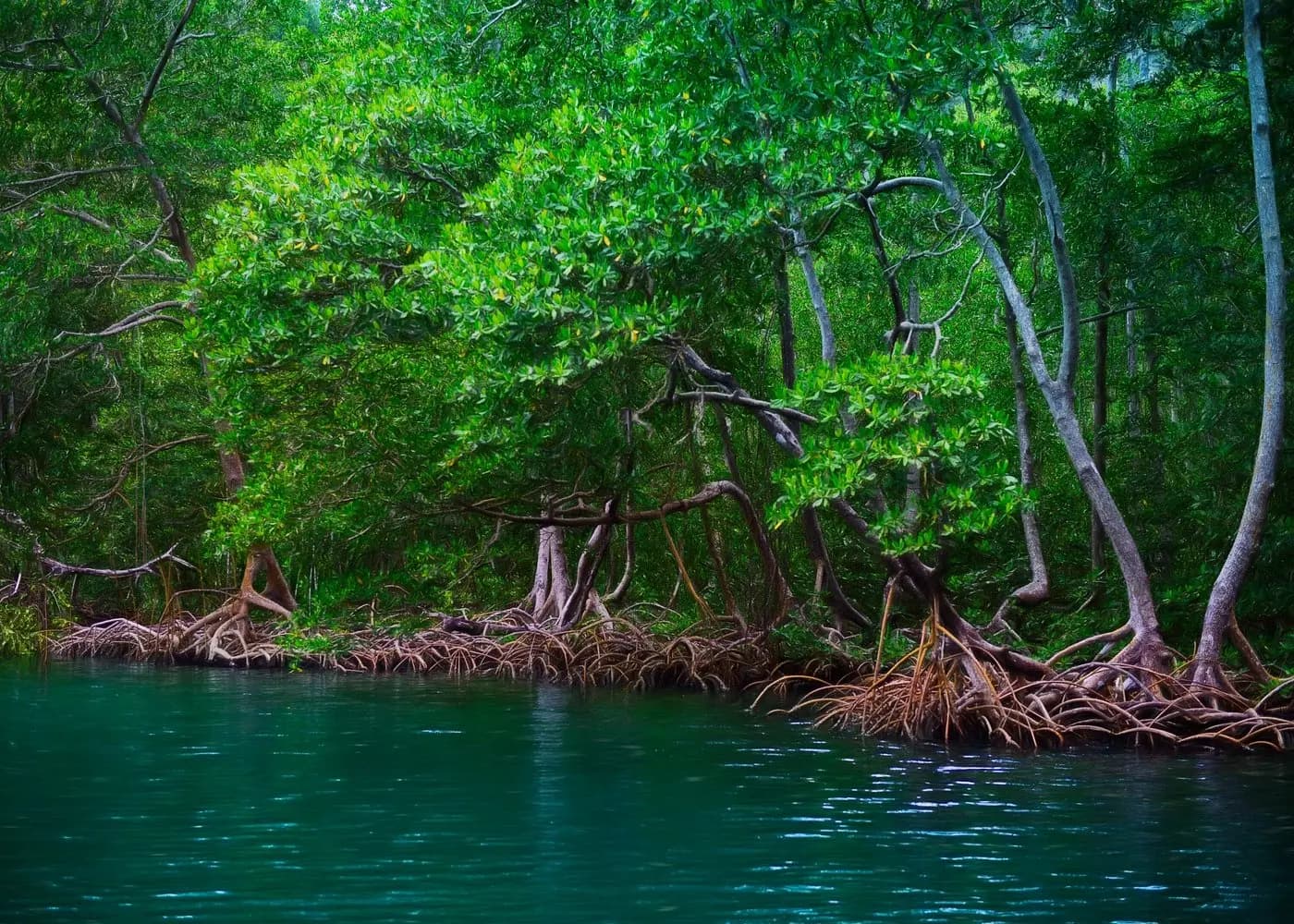 Tangled mangrove roots arching into a calm green channel in Los Haitises