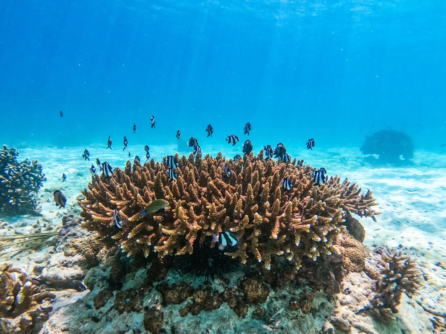 Small reef fish schooling around a large branching coral on a sandy seabed