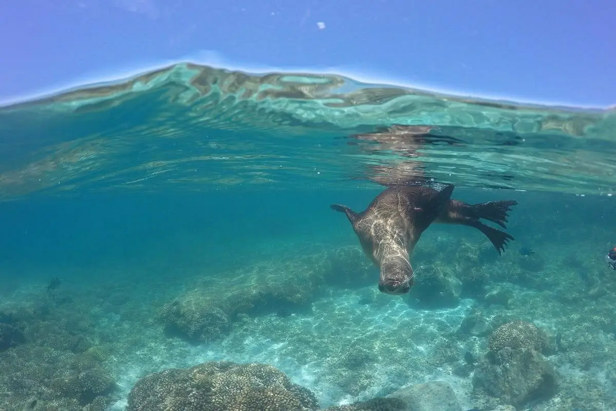 A sea lion gliding underwater in clear turquoise shallows, split by the waterline