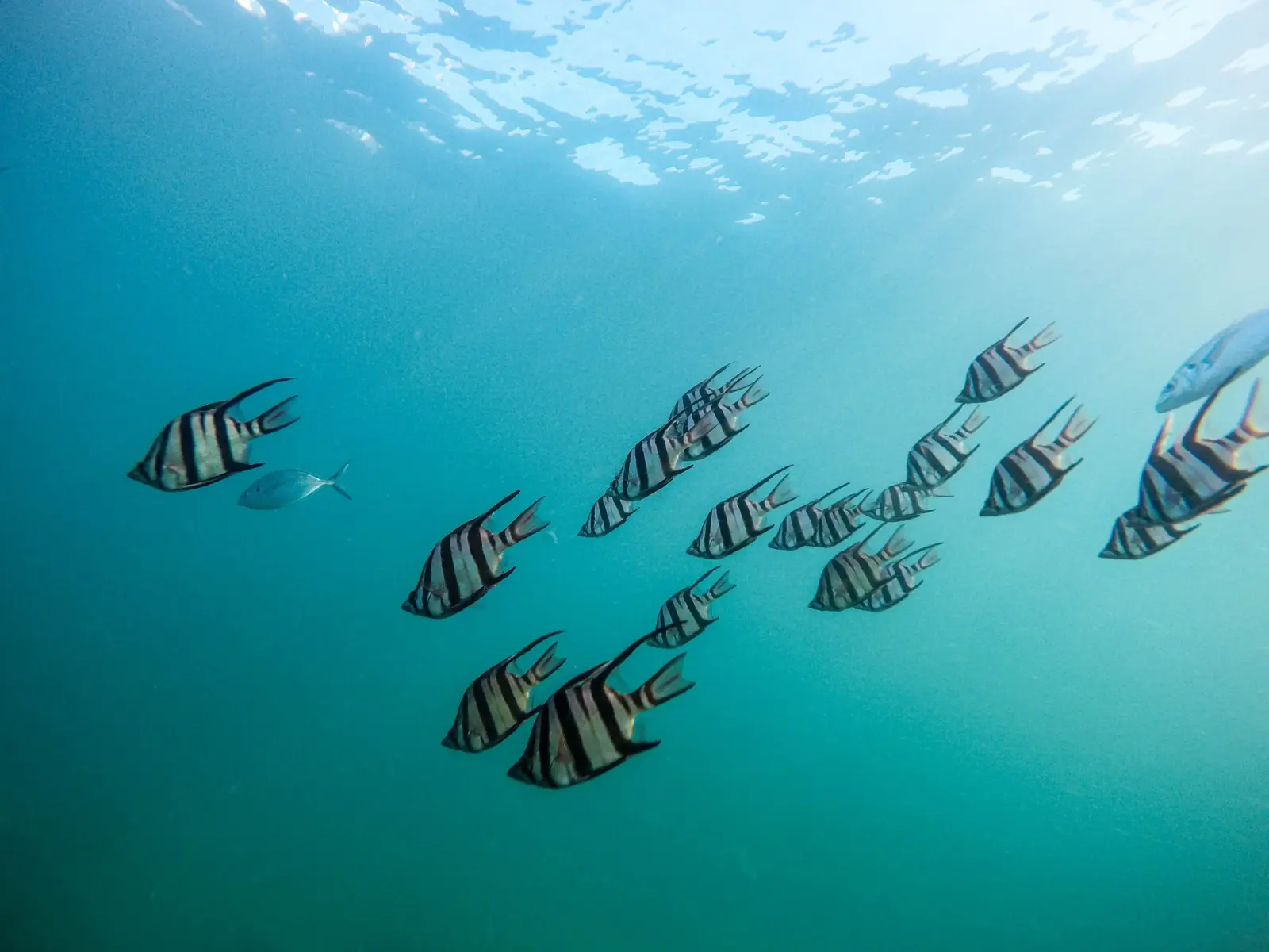 School of striped fish swimming through sunlit blue water near the surface