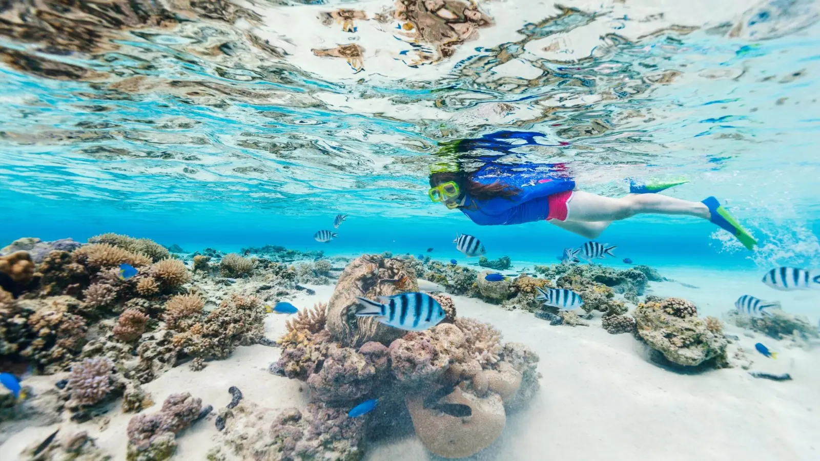 Snorkeler in fins glides over coral and white sand among striped sergeant major fish