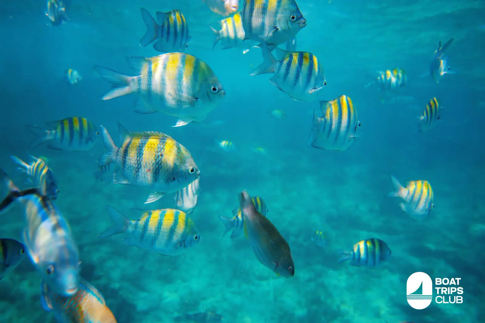 School of yellow-and-black striped sergeant major fish swimming in clear blue water