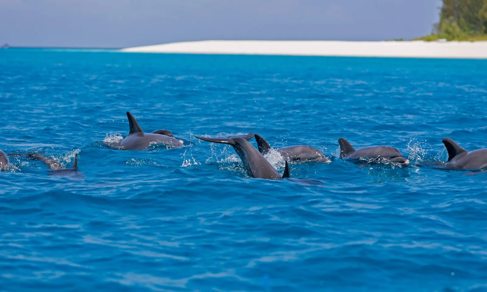 Pod of dolphins surfacing in deep blue water near a white-sand island at Mnemba Atoll
