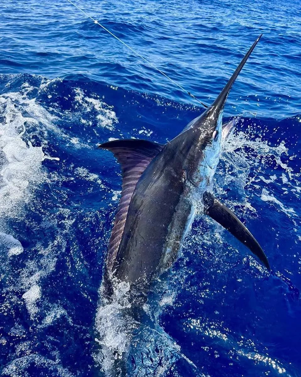 Marlin breaking the surface of deep blue water beside the boat, its bill and dorsal fin raised