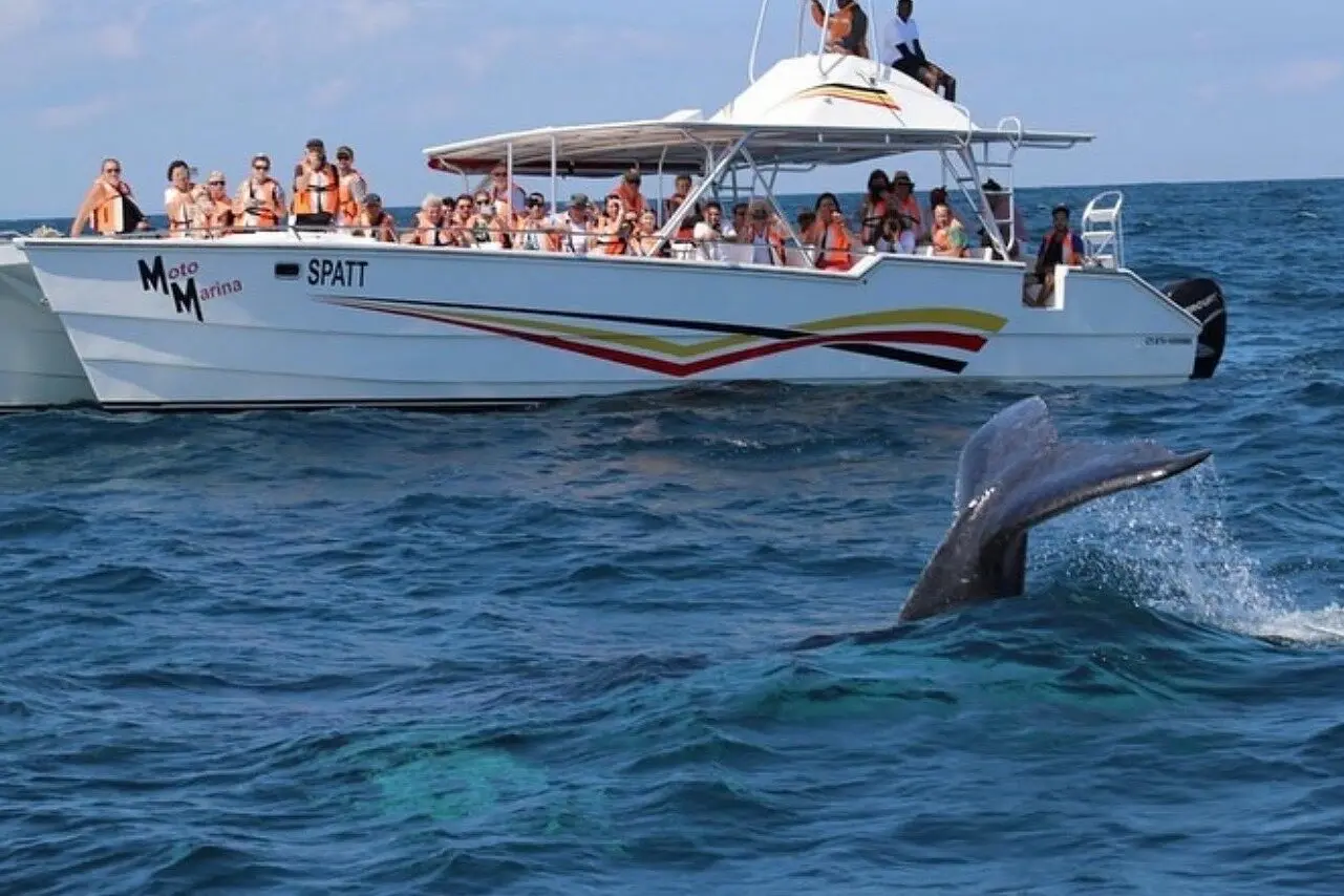 Humpback whale's fin breaking the surface near a power catamaran as guests watch from the deck