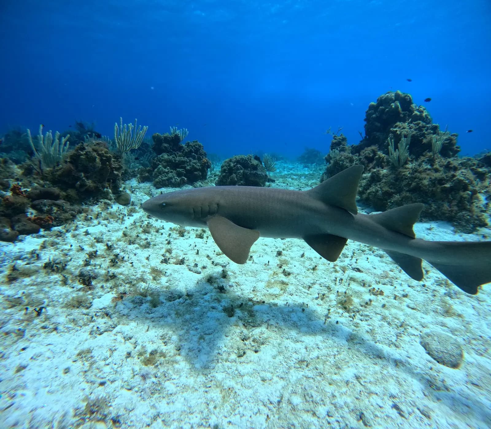 Nurse shark gliding over white sand past coral and sea fans on the reef