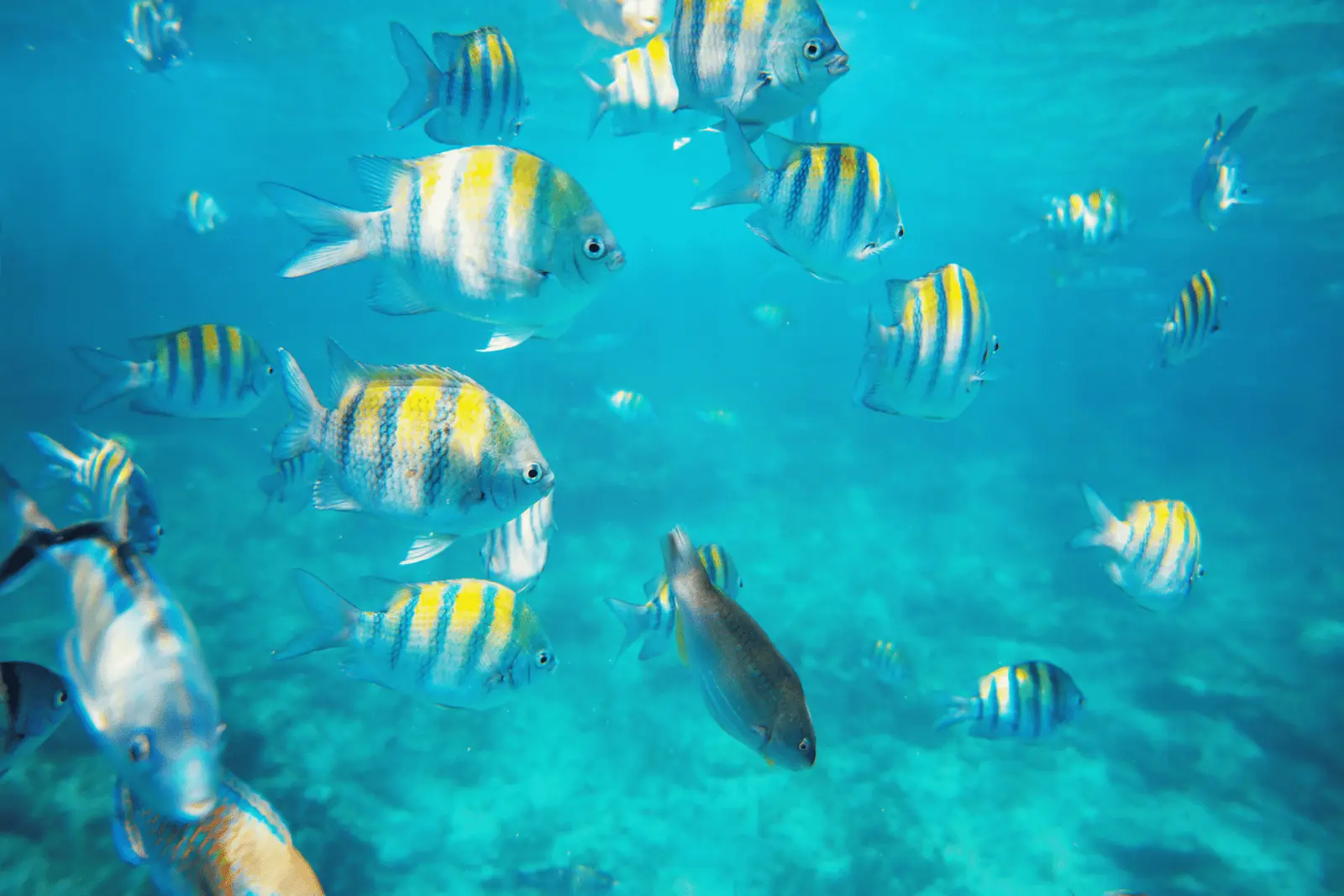 School of yellow-striped sergeant major fish swimming in clear blue water