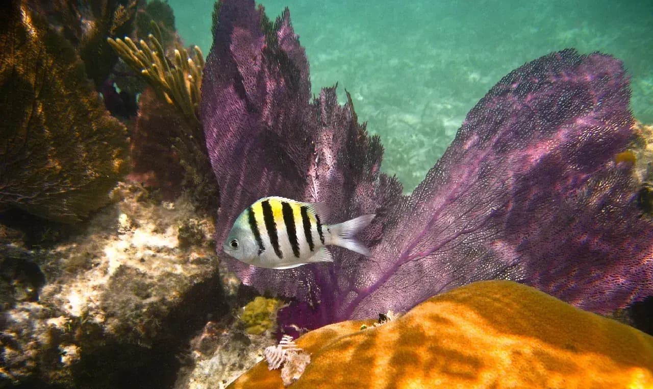 Striped sergeant major fish swimming past a purple sea fan and orange coral