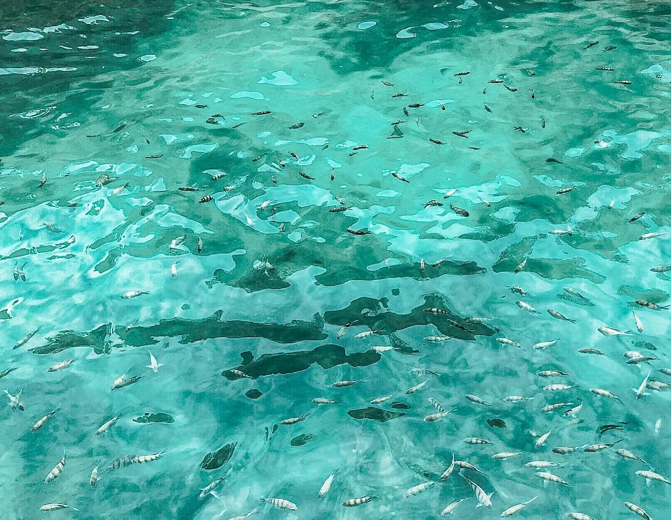 Shoal of small fish swimming in clear turquoise shallows, seen from above